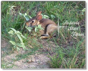 cottontail farm rabbit