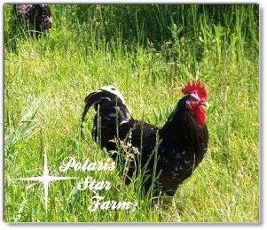 Mottled Java cock